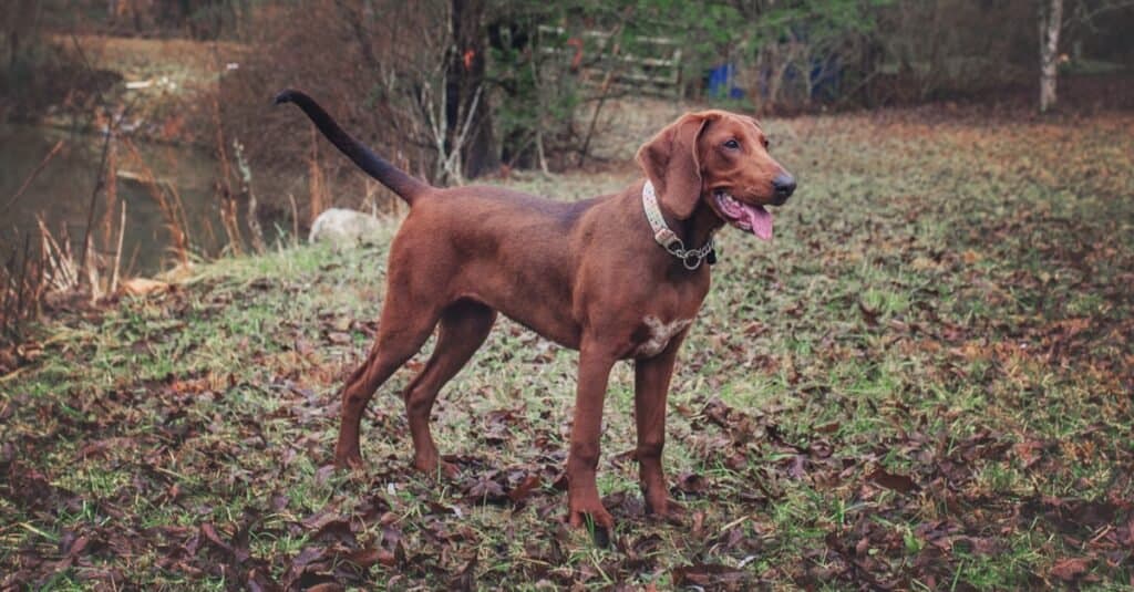 redbone coonhound where the red fern grows