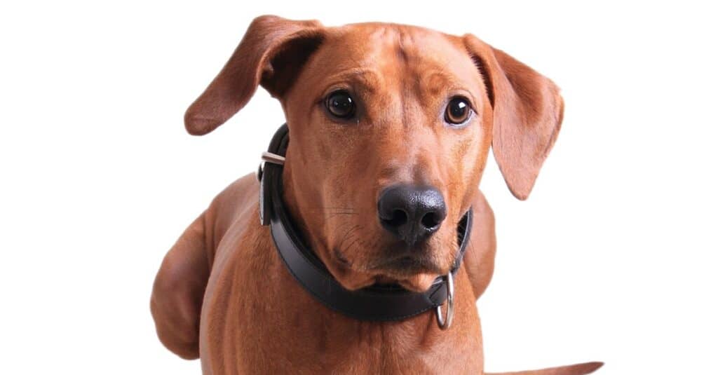 Redbone Coonhound dog isolated on white background.