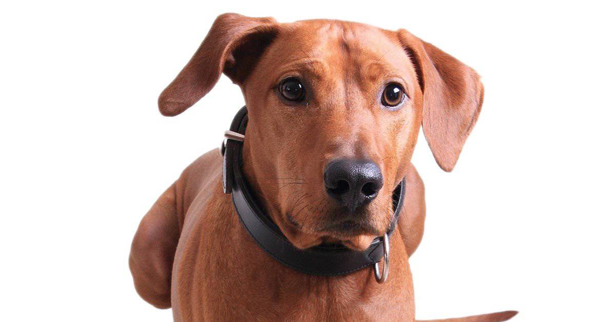 10 Redbone Coonhound Facts - AZ Animals