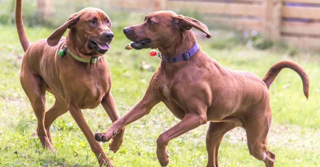 Les chiens Redbone Coonhounds jouent joyeusement.