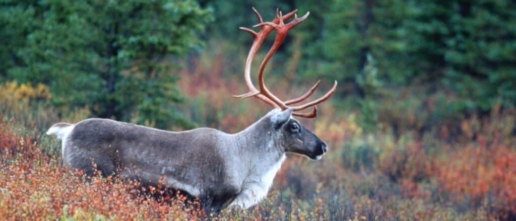 Elk Vs Reindeer