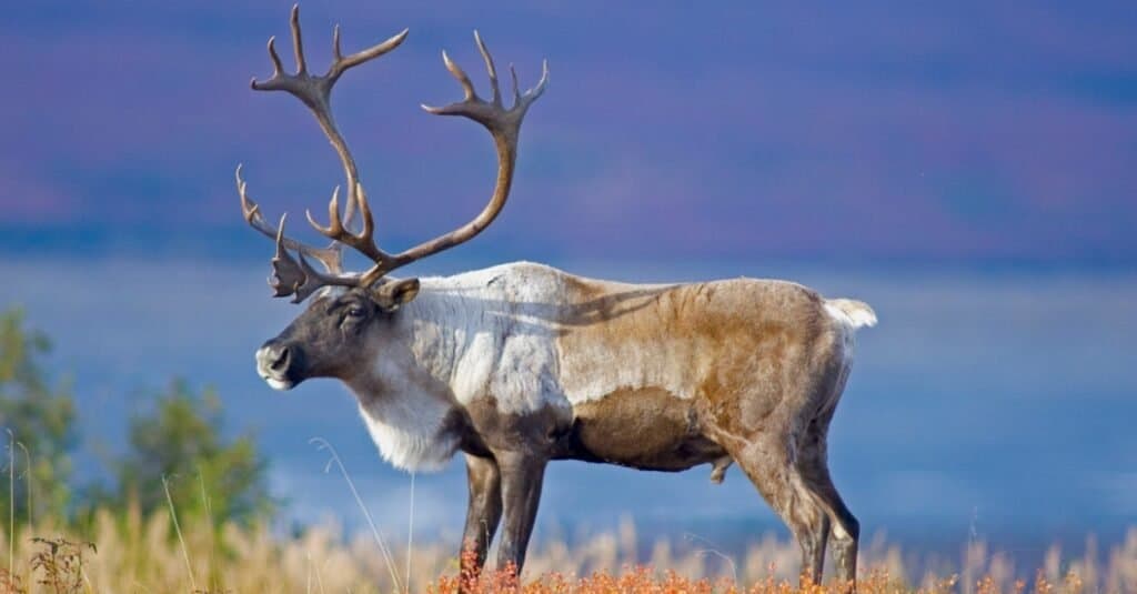 Moose vs Reindeer: What Are 8 Key Differences? - IMP WORLD