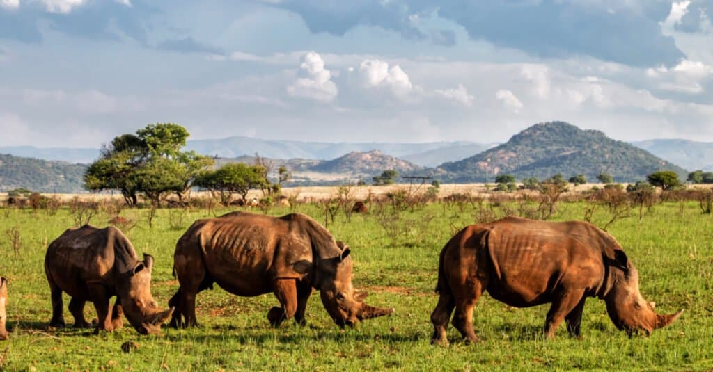 images of wild animals in africa