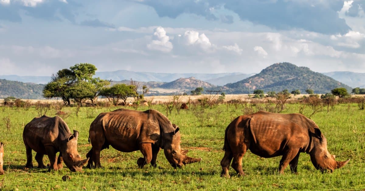 Animal Groups – Crash of Rhinoceroses