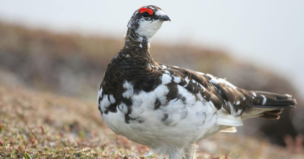 Animals That Change Color- Rock Ptarmigan