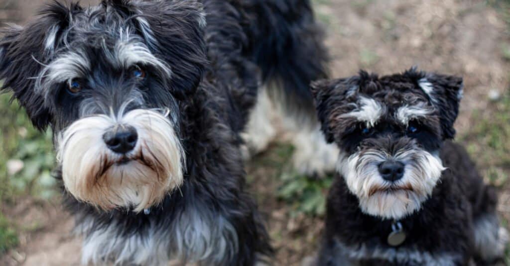 Standard Schnauzer Duo