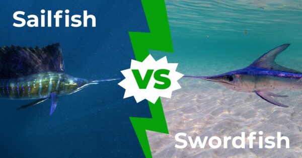 Sailfish vs Swordfish: Five Main Differences Explained - A-Z Animals