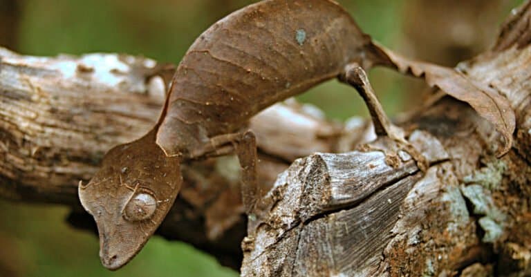 Animals That Look Like Plants - Satanic Leaf Tailed Gecko