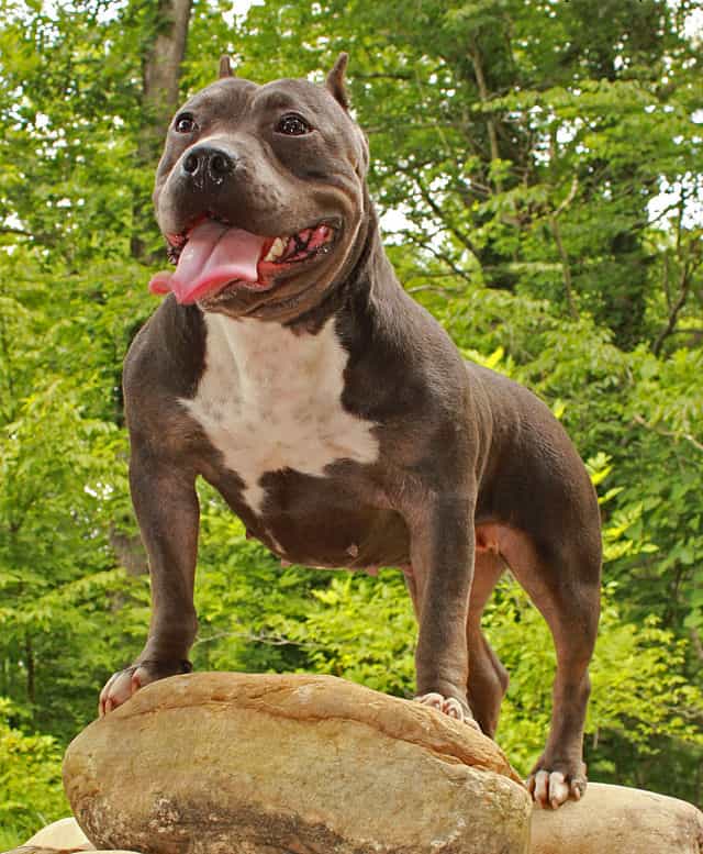 Female American bully pocket standing on a rock