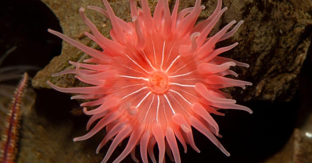 Animals That Look Like Plants - Sea Anemone