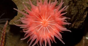 What Do Sea Anemones Eat? 7 Foods They Consume Picture