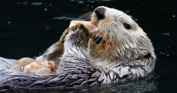 Sea Otter - A-Z Animals