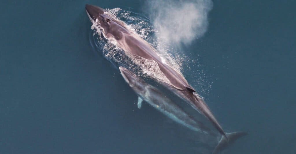 Sei Whale Mother and Her Calf