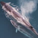 Sei Whale