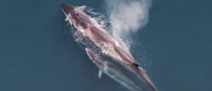 Sei Whale Mother and Her Calf