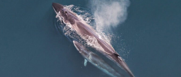 Sei Whale Mother and Her Calf