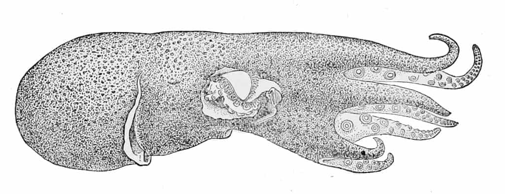 Seven-armed octopus Haliphron_atlanticus1