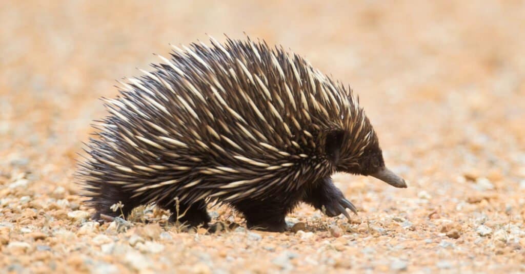 Echidna vs Porcupine