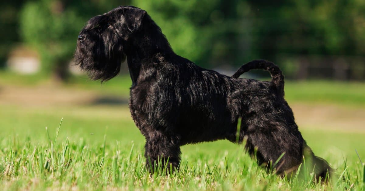 Side View of Standard Schnauzer