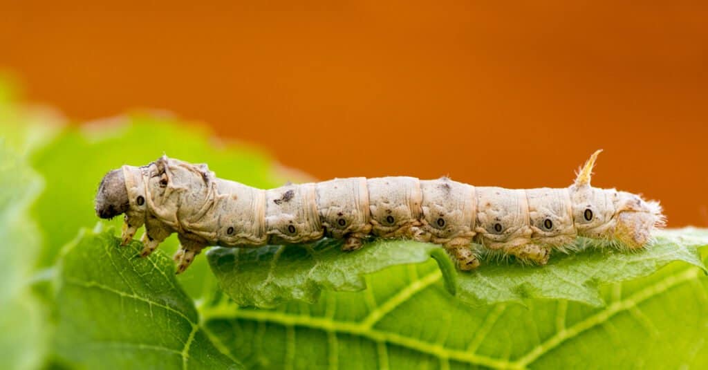 Animals that don't poop – silkworm