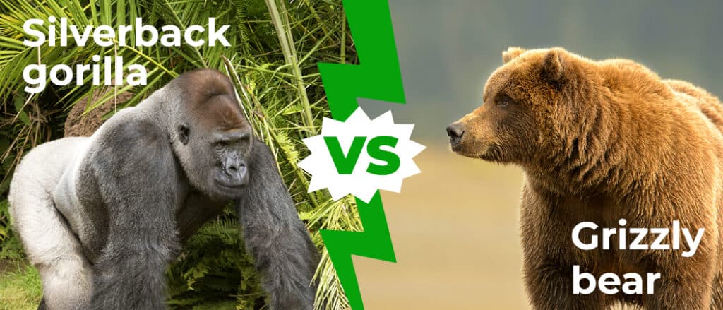 Silverback Gorilla vs Grizzly Bear
