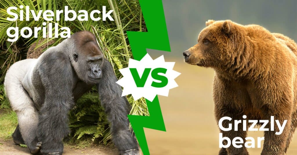 Silverback Gorillas vs Grizzly Bears: Which Powerful Animal Is Superior