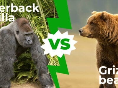 A Silverback Gorillas vs Grizzly Bears: Which Powerful Animal Is Superior?