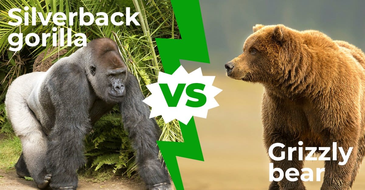 Silverback Gorillas vs Grizzly Bears: Who Would Win in a Fight? - AZ Animals