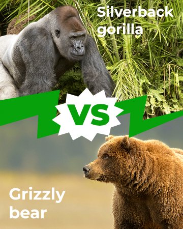 Silverback Gorilla vs Grizzly Bear