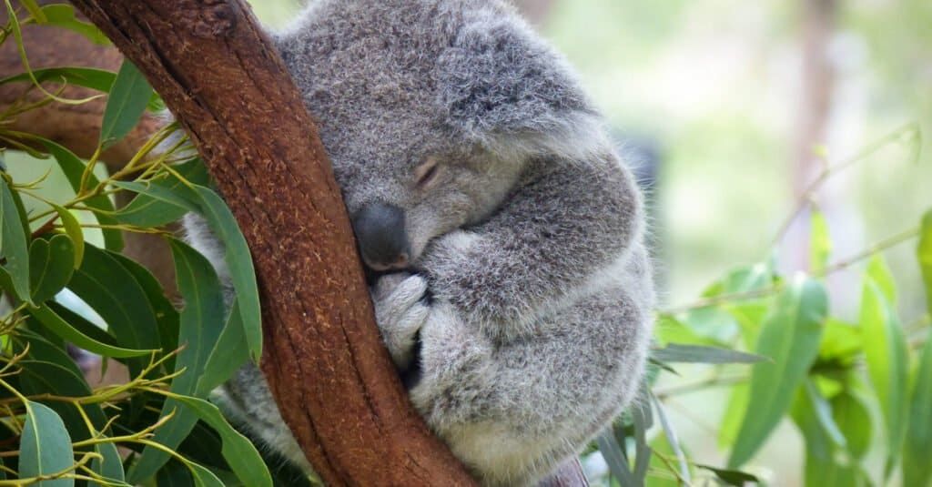 Sleepiest Animals - Koala