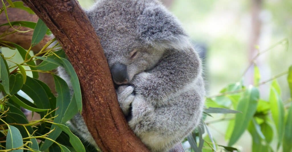 Top 10 facts about Koalas