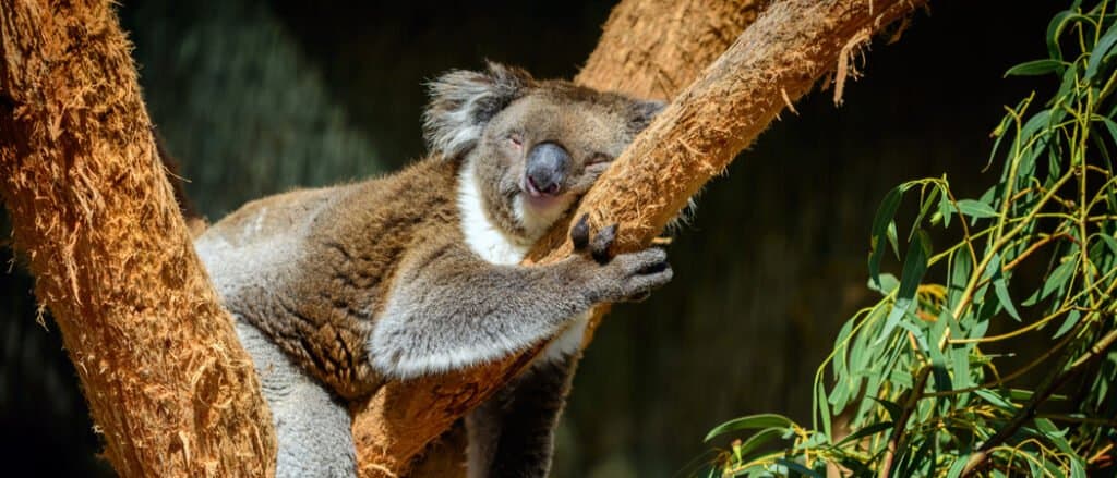 Baby koala born at Miami Zoo, named 'Hope' to show support for Australian  wildlifes