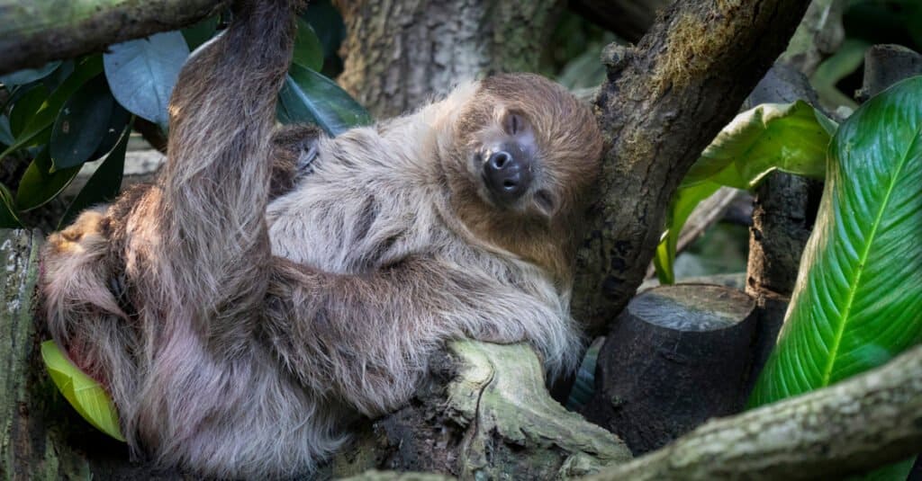 Sleepiest Animals - Sloth