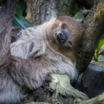 Captive sloths typically sleep much longer than wild sloths, who typically do not rest for more than 10 hours.