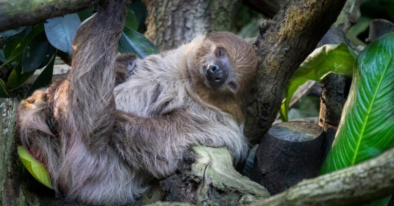 Sleepiest Animals - Sloth