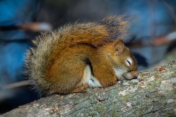 Squirrels spend up to 60% of their day asleep.