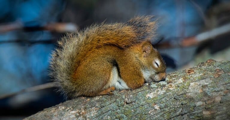 Sleepiest Animals - Squirrel