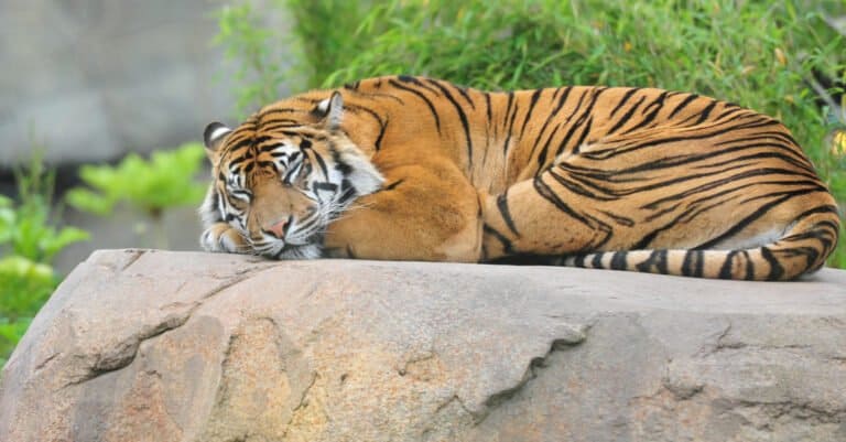 Sleepiest Animals – Tiger