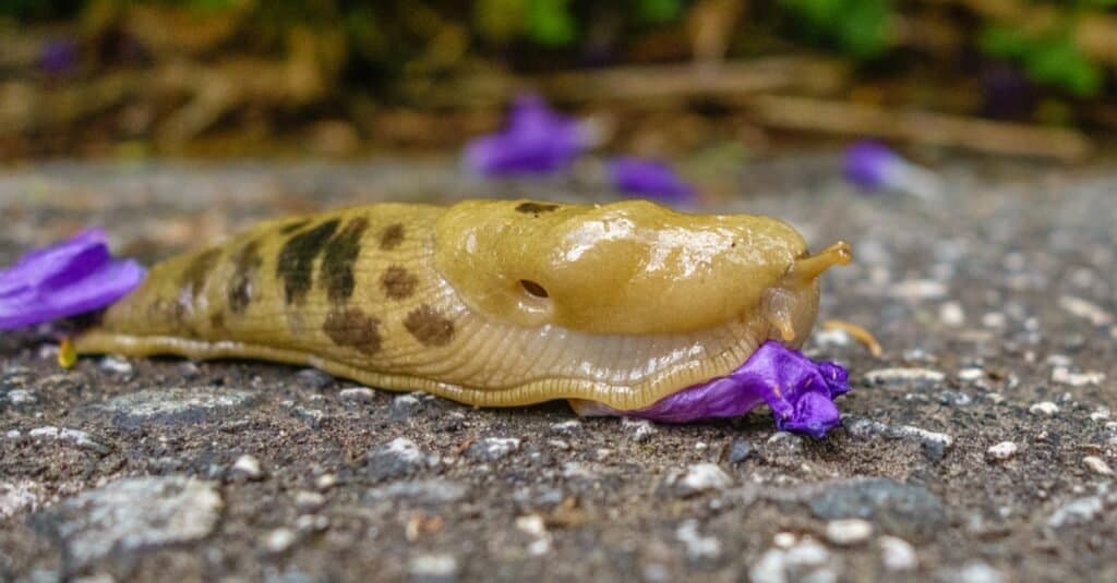 Banana slug on flowers