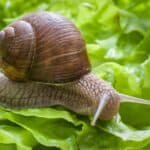 Common garden snails have a top speed of 45 m (50 yards) per hour. Making the snail one of the slowest creatures on Earth.