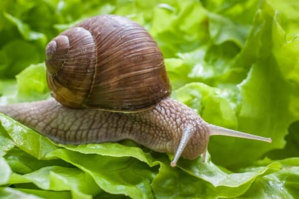 Common garden snails have a top speed of 45 m (50 yards) per hour. Making the snail one of the slowest creatures on Earth.