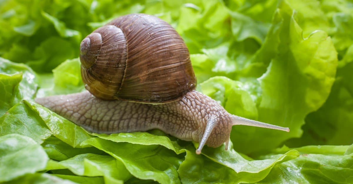 What Do Land Snails Eat? 