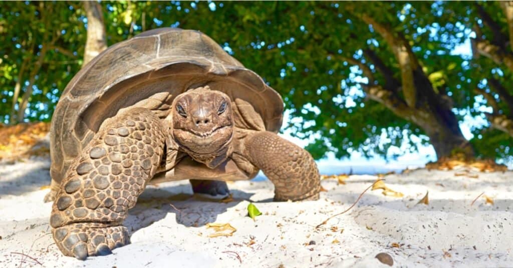 Slowest animal: giant tortoise