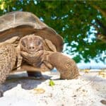 A Seychelles giant tortoise on a beach. While the tortoise would not beat the hare, they have been known to travel 3 or 4 miles in a day on rugged terrain.