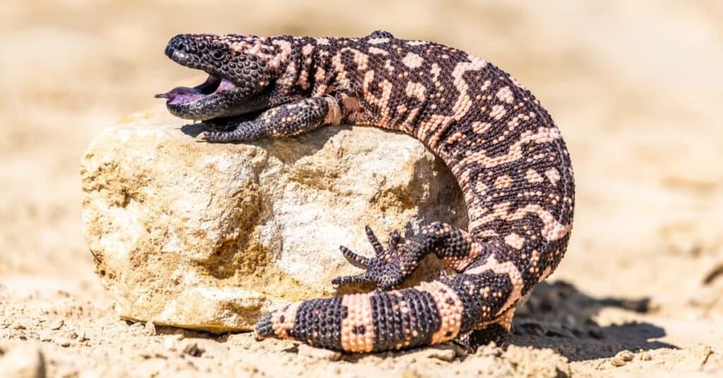 Slowest Animals: Gila Monster