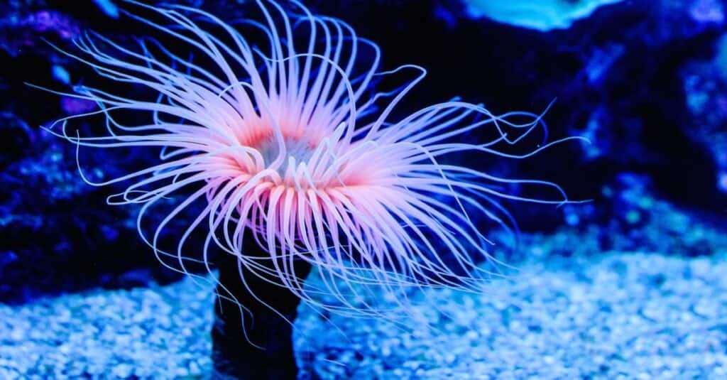 Slowest Animals: Sea Anemone