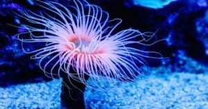 10 Incredible Sea Anemone Facts Picture