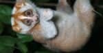 Loris Animal Facts - Lorisidae - A-Z Animals