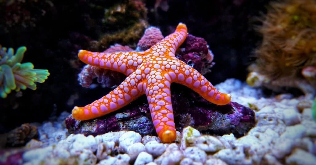 The starfish's body is a collection of sensory nerves