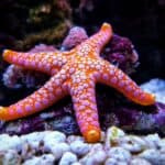 A Fromia seastar in a coral reef aquarium tank. Starfish are unique among aquatic life because they have the ability to regenerate an arm when they lose one.